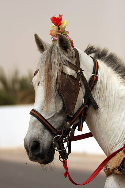istock Carriage horse in Tunisia 104389370