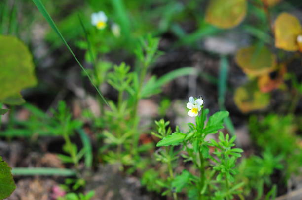 (Euphrasia rostkoviana)(Euphrasia officinalis) Eyebright, Eyewort, is a plant from the genus Euphrasia, (Euphrasia rostkoviana)(Euphrasia officinalis) Eyebright, Eyewort, is a plant from the genus Euphrasia, in the family Orobanchaceae. eyebright stock pictures, royalty-free photos & images