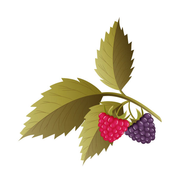 480+ Raspberry Field Stock Illustrations, Royalty-Free Vector Graphics ...