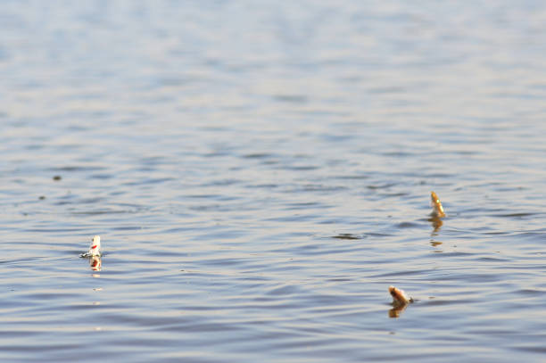 istock Young zander fish (Sander lucioperca) jumping for insects 1043902056