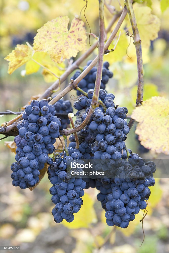 vineyard  Abundance Stock Photo