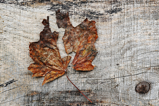 A two-part autumn leaf on a wooden background