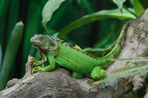A wild iguana posing on a rock, surrounded by green leafs