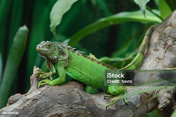 Green Iguana Stock Photo - Download Image Now - Green Iguana, Terrarium, Color Image