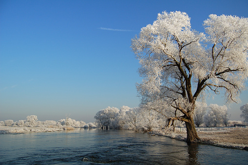 The branches of tree bent under the weight of the adhering snow. Branches of shrubs with yellow leaves bend under the snow. Beautiful winter nature.