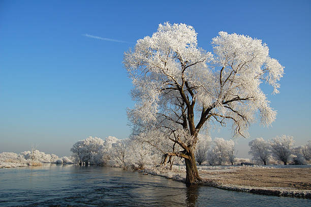 A picturesque small river flows through a snowy forest, reflecting the soft evening light on its water surface. Massive trees covered in white snow leaning over the water create a magical atmosphere of peace and untouched winter nature during sunset.