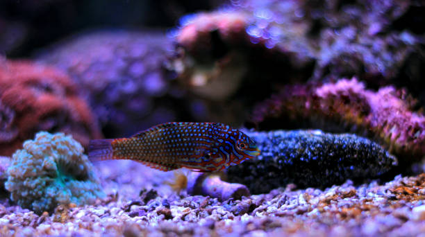 istock Leopard wrasse in reef aquarium tank 1043909658