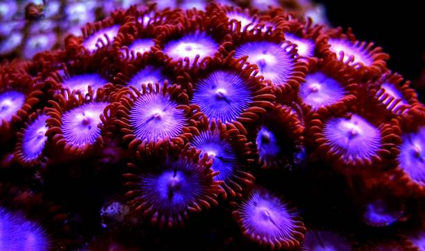 istock Colorful zoanthus colony polyps 1043913066