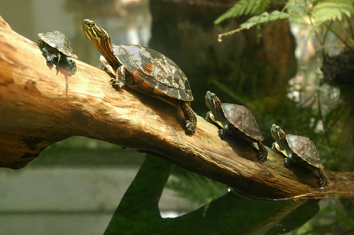 Familia de terrapin tortugas en su hábitat natural photo