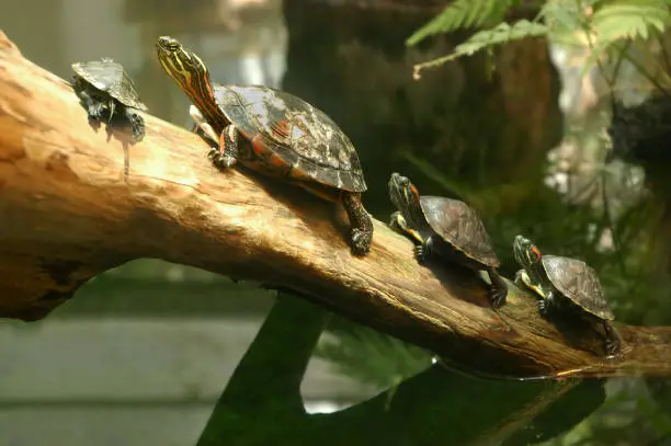 Photo of Family of terrapin turtles in their natural habitat