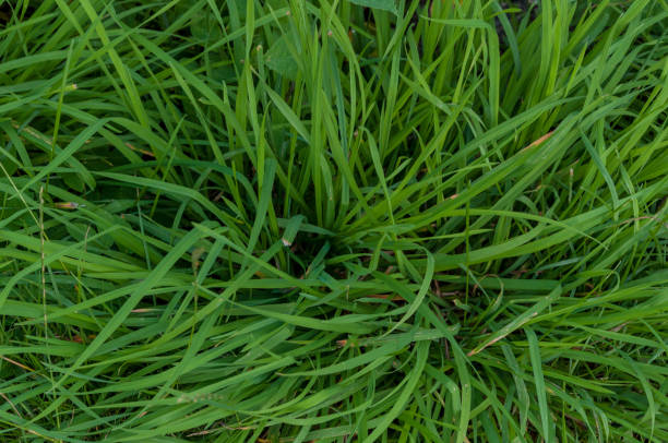 istock grass in nature background and texture natural summer 1043918192