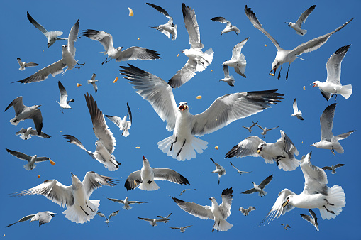 Flock of hungry seabirds (seagulls) catching their food in the air
