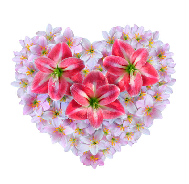 Red Amaryllis flowers over pink Zephyranthes rosea flowers in the shape of a heart Red Amaryllis flowers over pink Zephyranthes rosea flowers in the shape of a heart for Valentine's Day. zephyranthes rosea stock pictures, royalty-free photos & images
