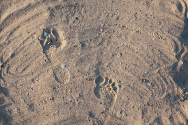 istock Seashore beach with sand, footprints in the sand, sand and seashells summer 1043923926