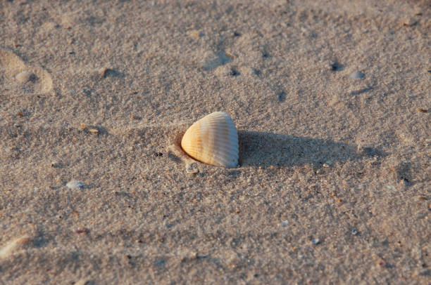 istock Seashore beach with sand, footprints in the sand, sand and seashells summer 1043924146