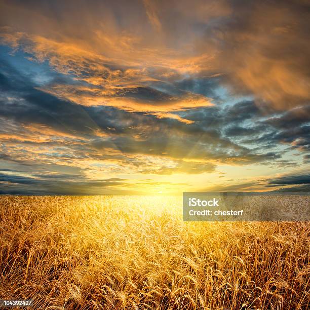 Wheat Field Horizontal Stock Photo - Download Image Now - Agricultural Field, Agriculture, Cereal Plant