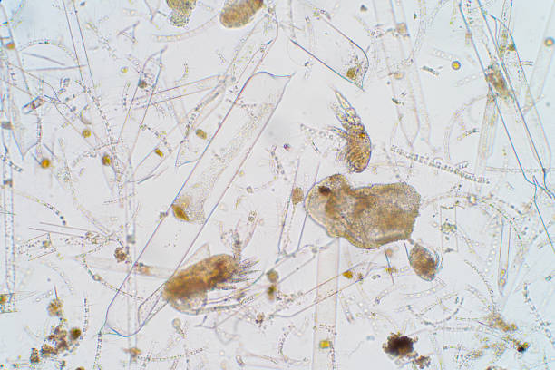 istock Marine aquatic plankton under the microscope view 1043926258