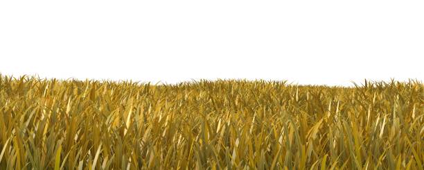 istock Autumn grass isolated on white background 3D illustration 1043926412