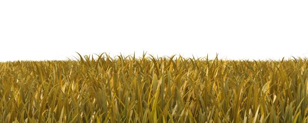 istock Autumn grass isolated on white background 3D illustration 1043926424
