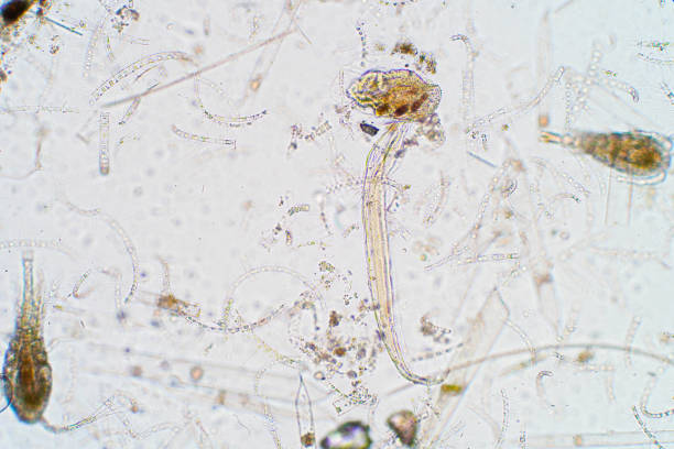 istock Marine aquatic plankton under the microscope view 1043926480