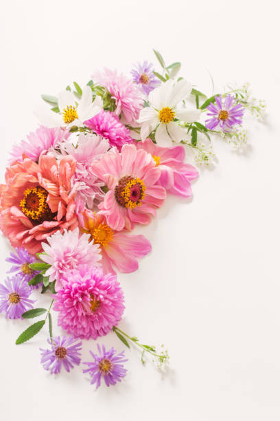 istock pink flowers on white background 1043927164