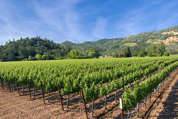 istock Vineyard in Napa, California 104392750