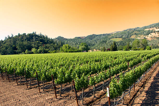 winnica w napa w kalifornii, na wschód słońca - northern california vineyard california napa valley zdjęcia i obrazy z banku zdjęć