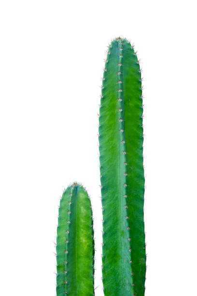 istock Green cactus isolated on white background 1043929712