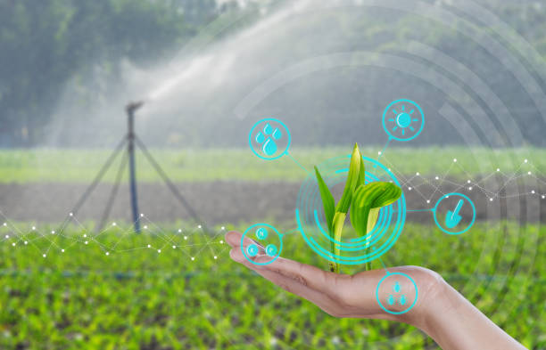 istock Growing young maize seedling on hand with modern agriculture digital technology concepts 1043930046