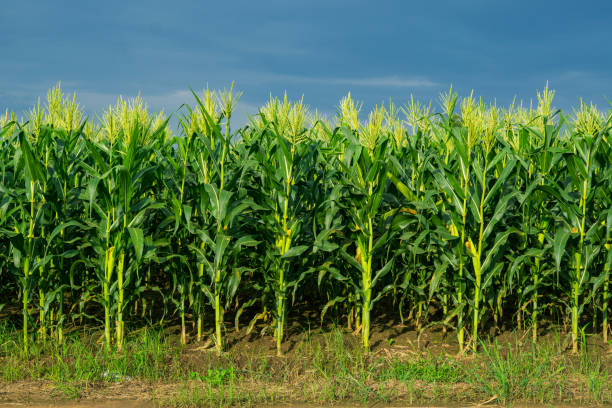 istock corn field in agricultural garden, pods corn on trunk 1043930074