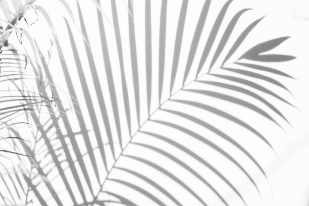 istock shadows palm leaves on a white wall. abstract background 1043930232