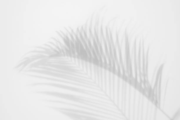 白い壁に影シュロを葉します。抽象的な背景 - fern textured nature tree ストックフォトと画像