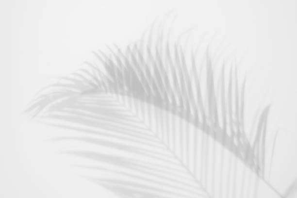 istock shadows palm leaves on a white wall. abstract background 1043930244