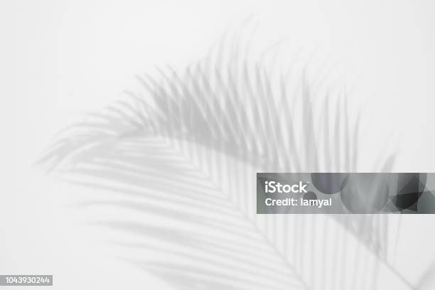 Shadows Palm Leaves On A White Wall Abstract Background Stock Photo - Download Image Now