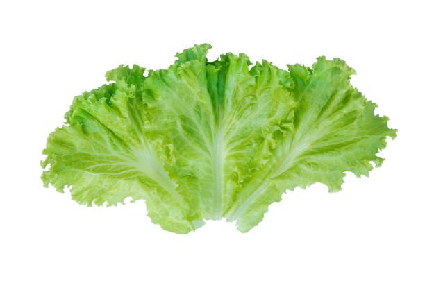 istock Salad leaf. Lettuce isolated on white background. with clipping path 1043930572
