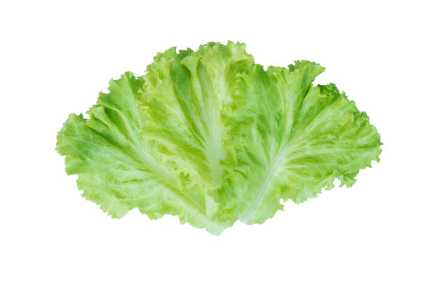 istock Salad leaf. Lettuce isolated on white background. with clipping path 1043931040