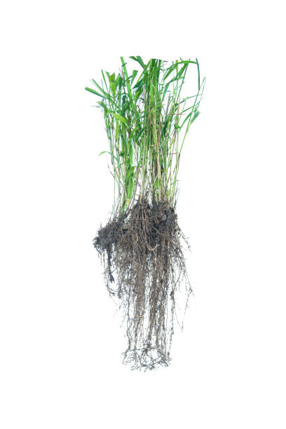 잡 초 뿌리, rootlet 흰색 배경에 고립입니다. - blade of grass grass single object root 뉴스 사진 이미지