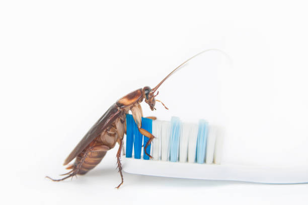 istock Cockroaches on toothbrush isolated on white background. 1043931940