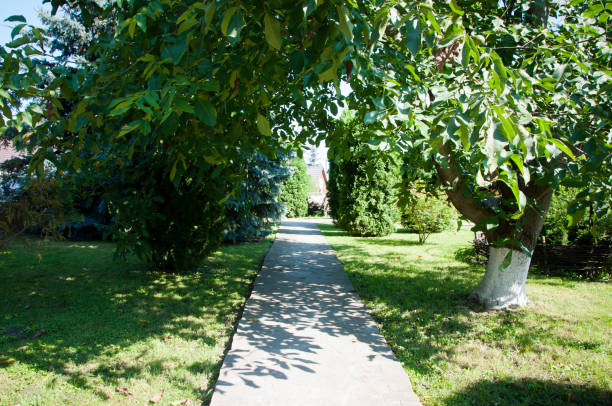 istock green plants trees and bushes on a hot summer 1043933404