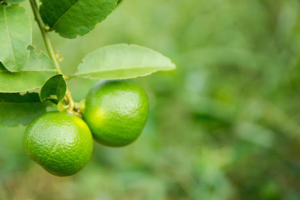 istock unripe green lime hanging from a lime tree 1043933670