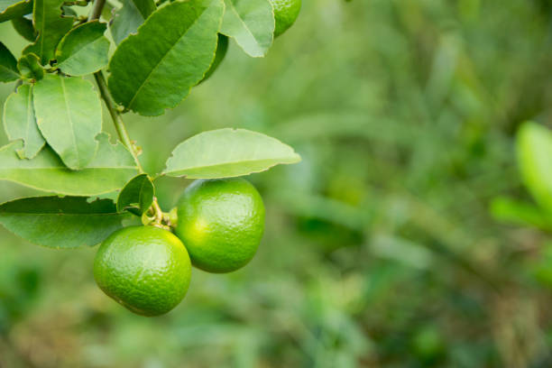 istock unripe green lime hanging from a lime tree 1043934078