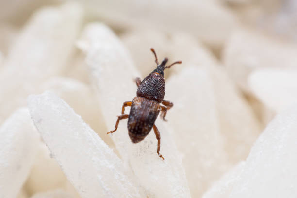 istock Rice weevil. or science names Sitophilus oryzae close up on white Rice destroyed. 1043936422