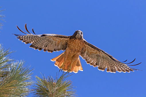 Hawk take-off from tree top