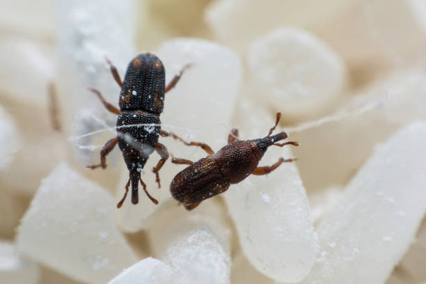 istock Rice weevil. or science names Sitophilus oryzae close up on white Rice destroyed. 1043936450