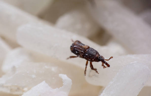 istock Rice weevil. or science names Sitophilus oryzae close up on white Rice destroyed. 1043936476