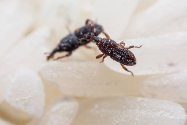 istock Rice weevil. or science names Sitophilus oryzae close up on white Rice destroyed. 1043936484