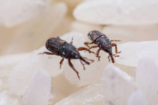 istock Rice weevil. or science names Sitophilus oryzae close up on white Rice destroyed. 1043936486