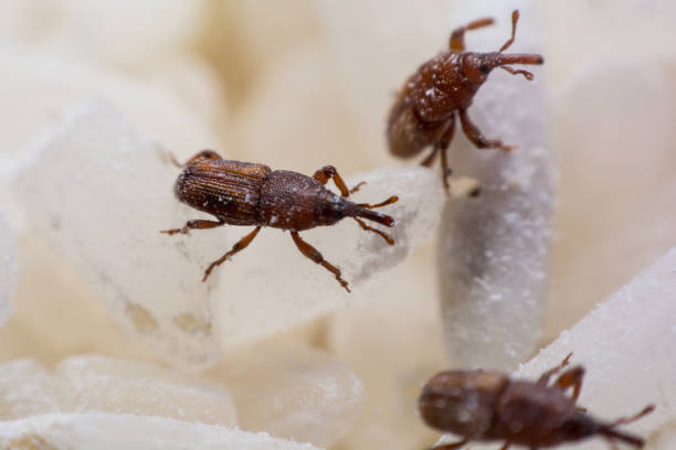 istock Rice weevil. or science names Sitophilus oryzae close up on white Rice destroyed. 1043936580