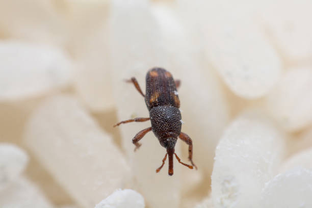 istock Rice weevil. or science names Sitophilus oryzae close up on white Rice destroyed. 1043936602
