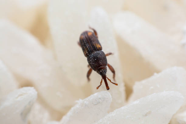 istock Rice weevil. or science names Sitophilus oryzae close up on white Rice destroyed. 1043936698